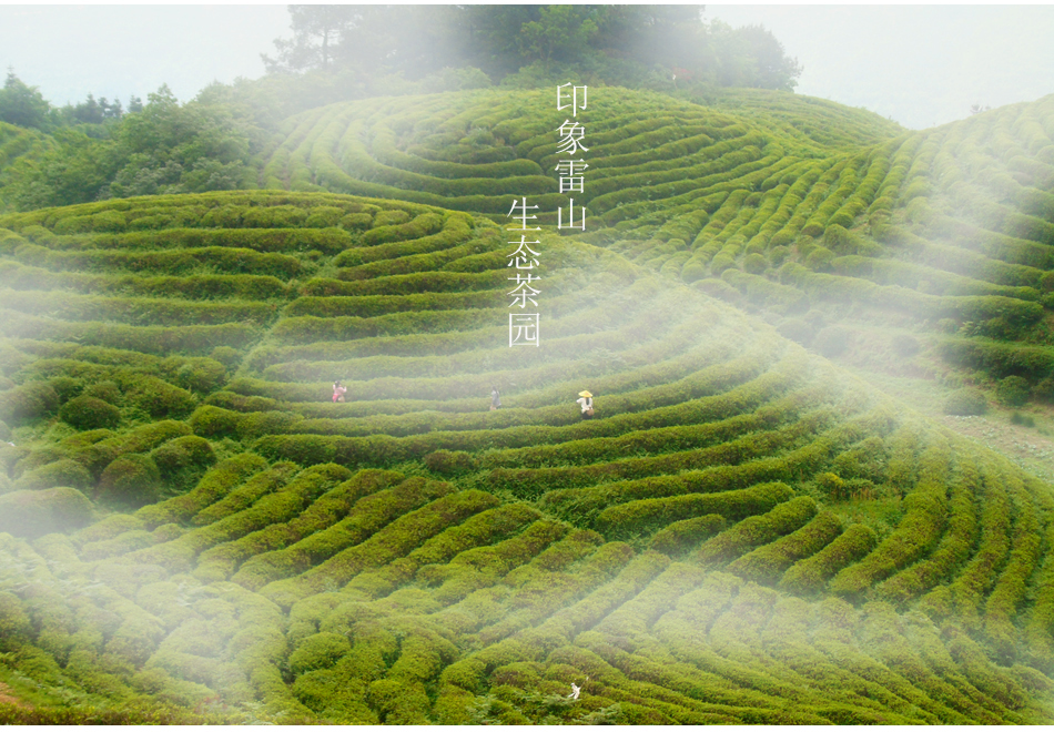 黔茶2021新茶西江千户苗寨贵州雷公山清明前高山绿茶雷山茶叶特级特产