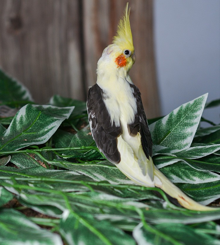 闽笼特色玄凤鹦鹉高端活鸟活物鸟粮鸟笼手养幼鸟活体亲人观赏宠物白子