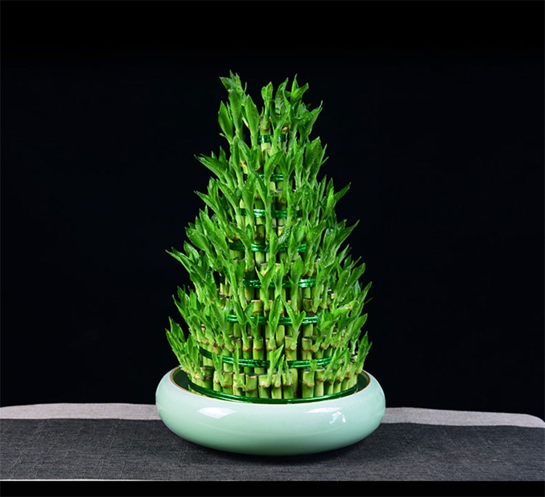 快递富贵竹水培植物观音塔转运竹绿植节节高室内客厅办公好养盆栽常绿
