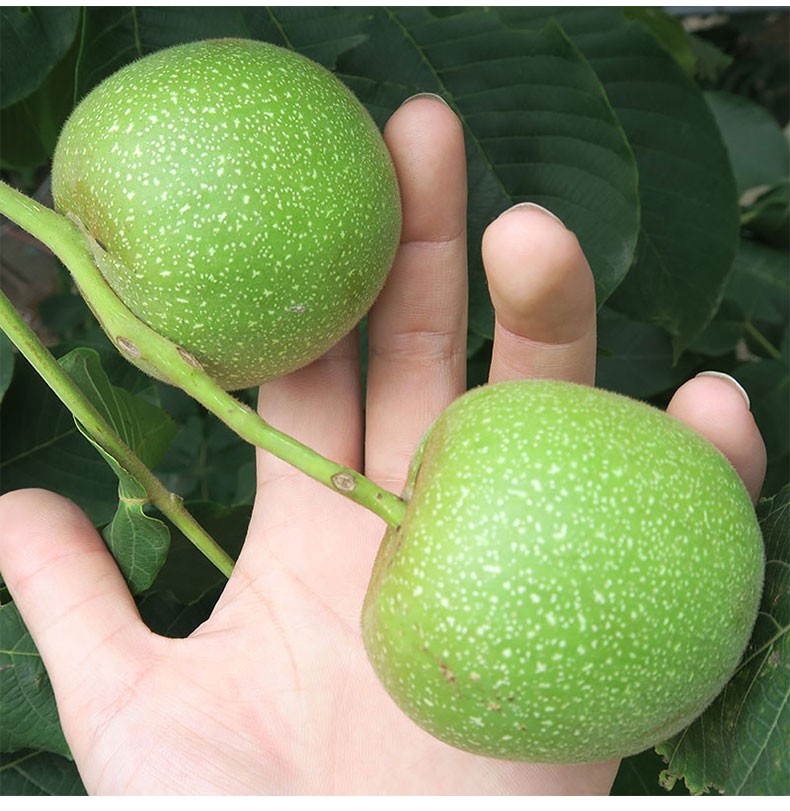 集祥阁 开青皮文玩核桃青皮磨盘南疆石天然野生大果赌青皮核桃文玩手