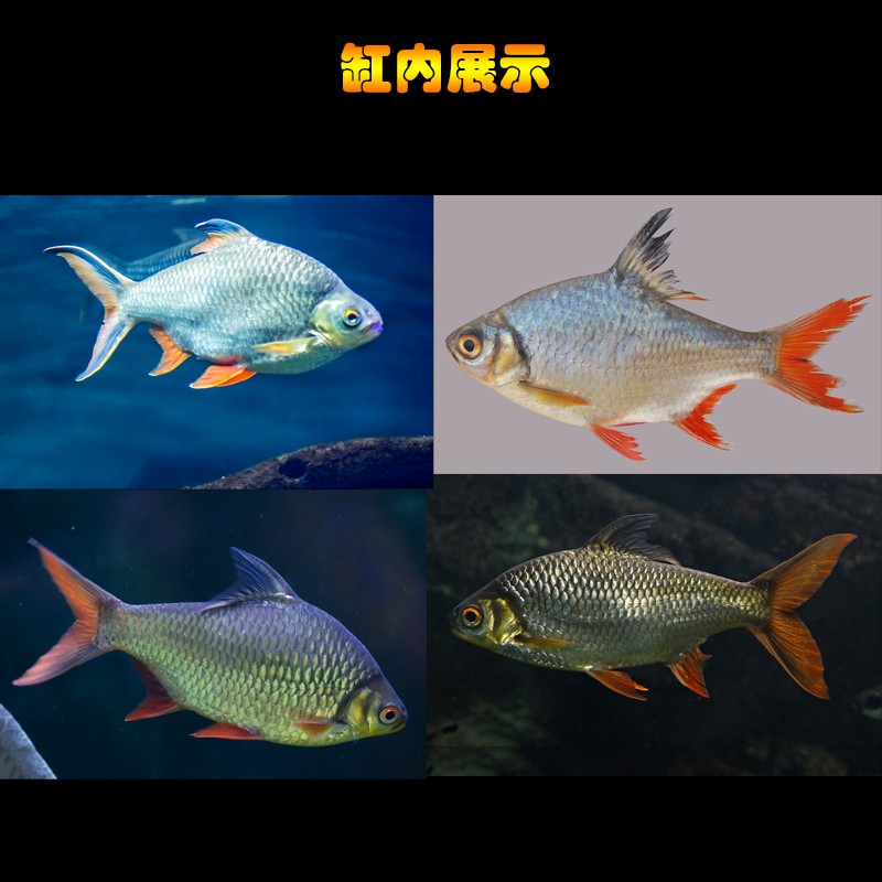 泰国鲫双线侧鱼活体金凤银凤鱼金银元宝鱼红鳍鲫鱼乐淘逸宠1213cm银线