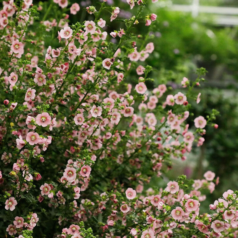 小木槿花盆栽棒棒糖阳台庭院花园耐热夏季花卉植物优雅女士好养四季