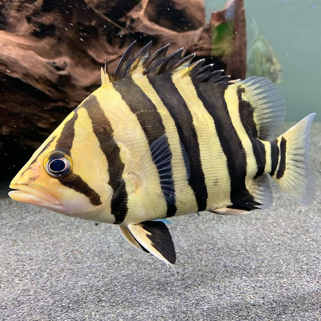 纹四纹虎热带观赏龙鱼配鱼 高性价苏虎四纹包肚13-14cm1条【图片 价格