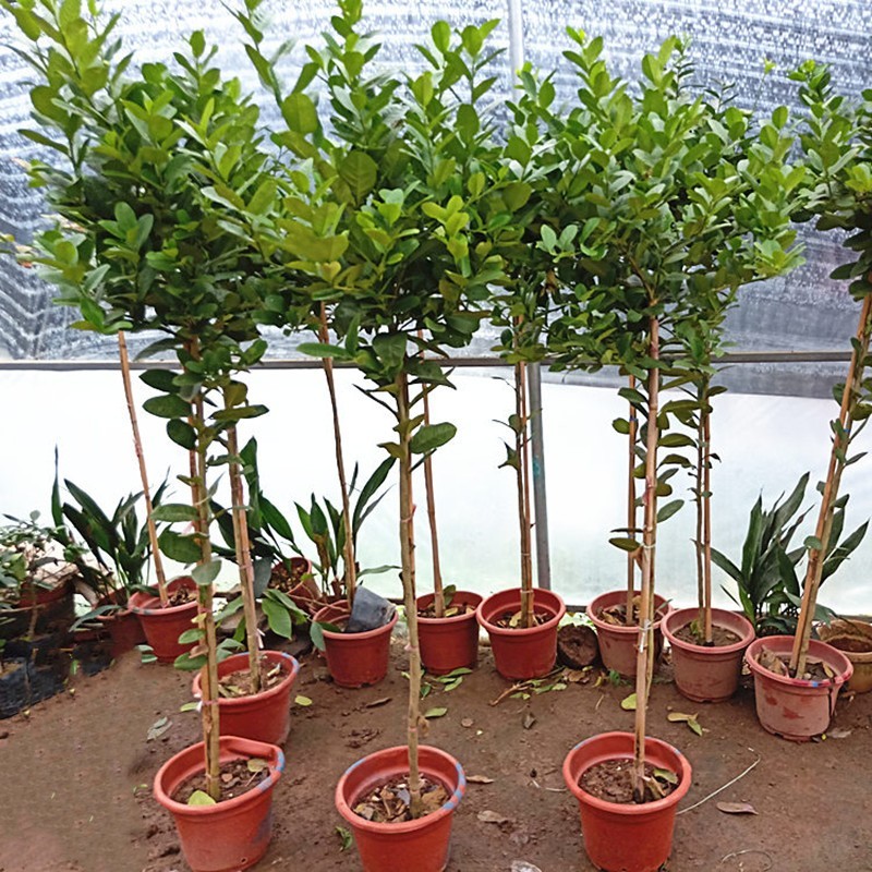 高杆柠檬树尤力克柠檬树香水柠檬树带花带果香水柠檬3年苗