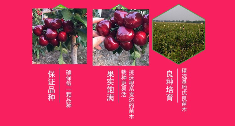 秋栽树苗有什么好处?