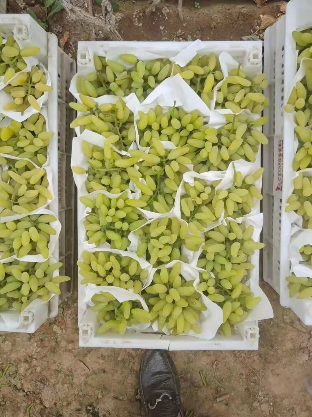 澳大利亚金手指青提新鲜当季金手指葡萄拇指青提 精选2斤装