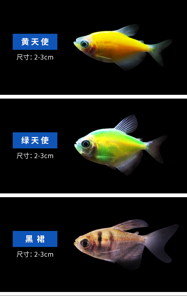 豆乐奇小型热带观赏鱼彩裙天使群游耐活好养斑马鱼蝶翼斑马迷你鹦鹉红