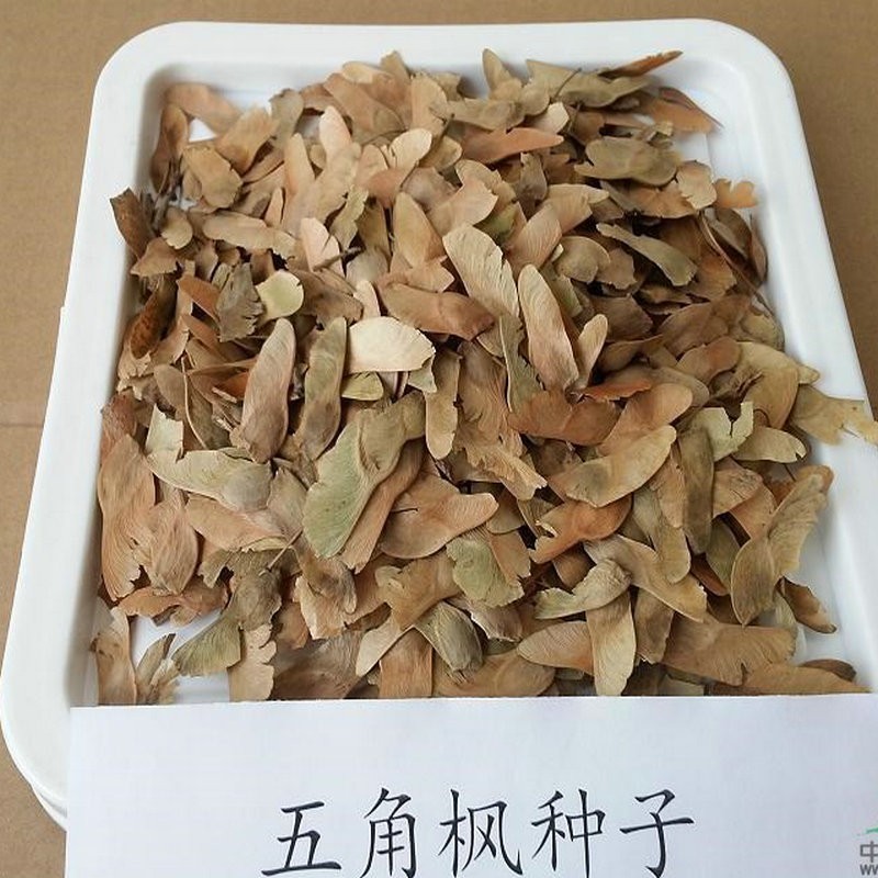 三角枫青枫血皮槭鸡爪槭嫁接日本红枫美国红枫种子qcdd五角枫种子50粒