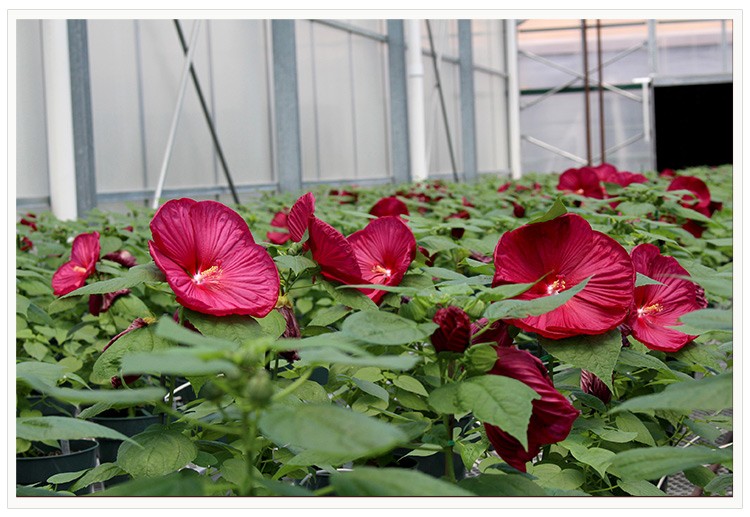 逸棵芙蓉葵花苗月神系列大花型多年生宿根植物可盆栽阳台庭院种植芙蓉