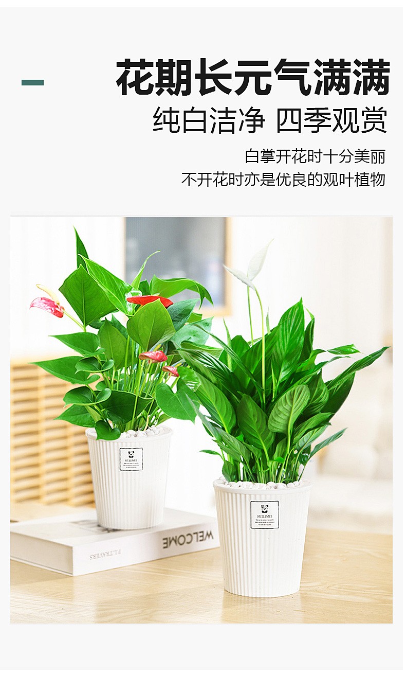 盆栽室内水培花卉好养绿植一帆风顺白掌四季开花鸿运当头红掌白掌鸿运