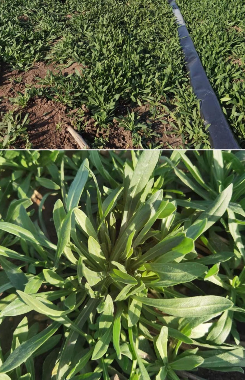 面条菜是什么菜(面条菜是什么菜图片大全)