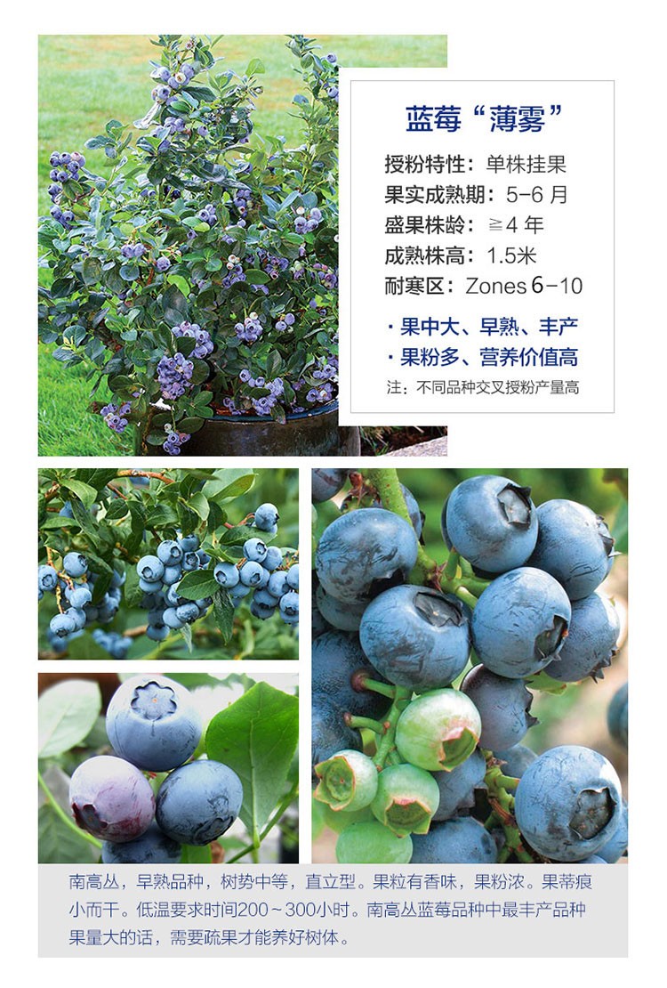 蓝莓树果苗 带花苞蓝莓苗南北方种植兔眼特大阳台盆栽果树当年结果