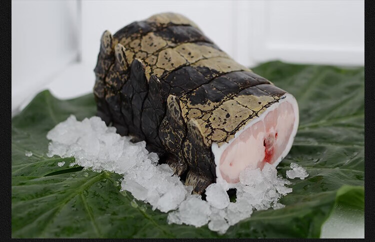 流连湾 (顺丰发货 保证新鲜)鳄鱼腿 带皮肉 活体现杀现发鳄鱼 人工