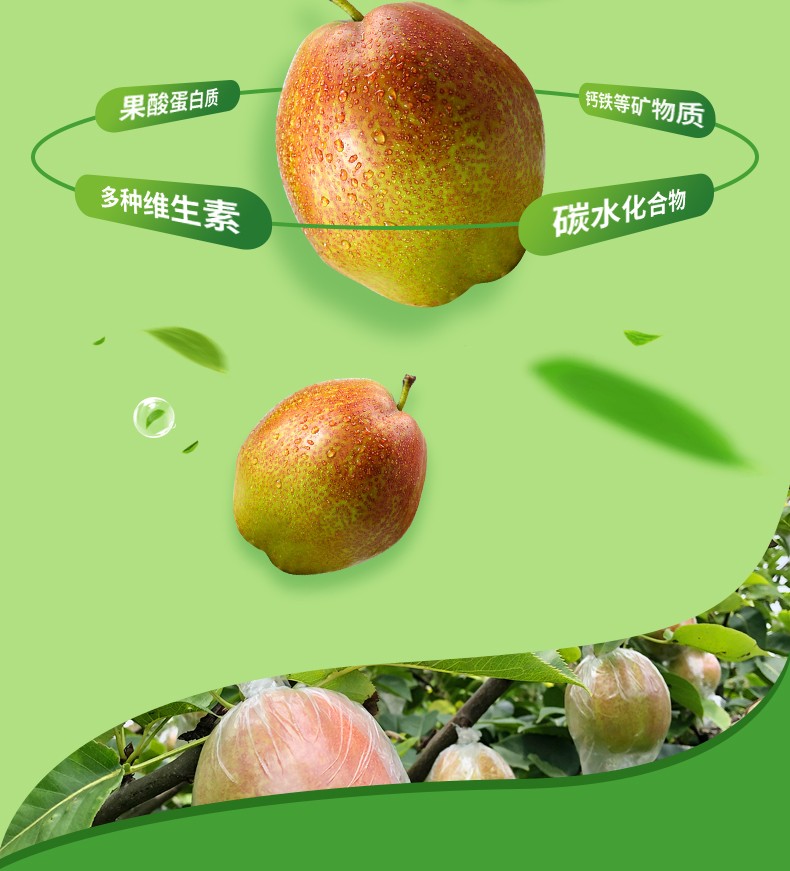 【2021年新梨】阳信馆新梨7号媚梨 阳信鸭梨七号媚梨 脆甜多汁酥梨 现