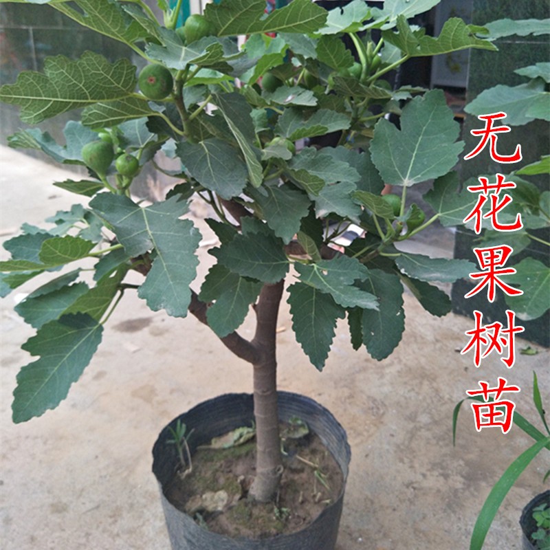 盆栽无花果树果苗矮化苗波姬红南方北方种植室内阳台当年结果带原土带