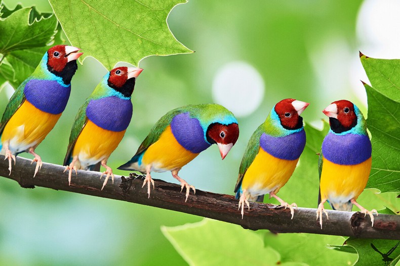 七彩鸟小鸟活体珍珠鸟活物活鸟白文灰文小鸟家养小型儿童宠物五彩白