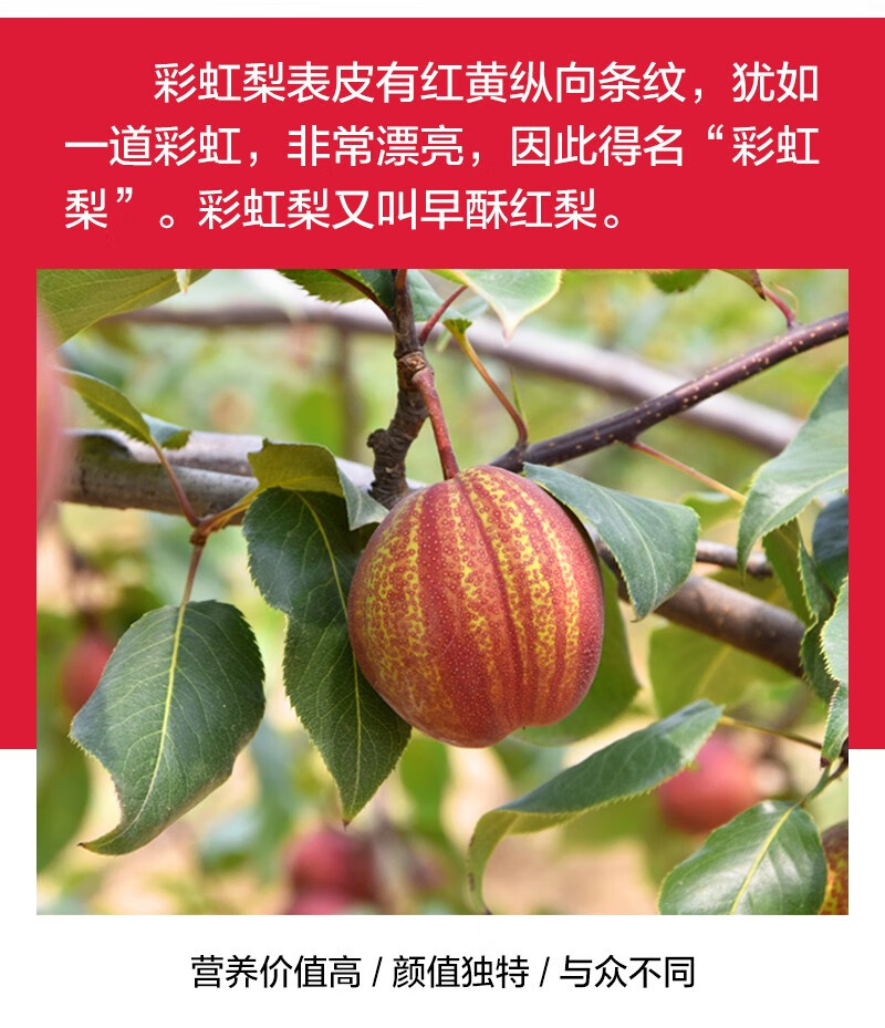 红皮彩虹梨 薄皮红香酥梨 红皮早酥梨 5斤大果