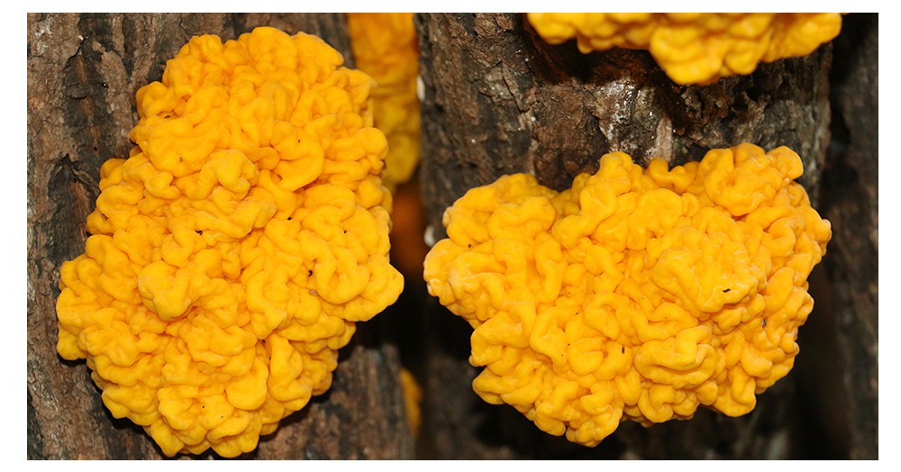 醉健康新鲜现摘云南新鲜金耳菌高原特产黄金耳黄木耳生鲜金耳菇食用菌