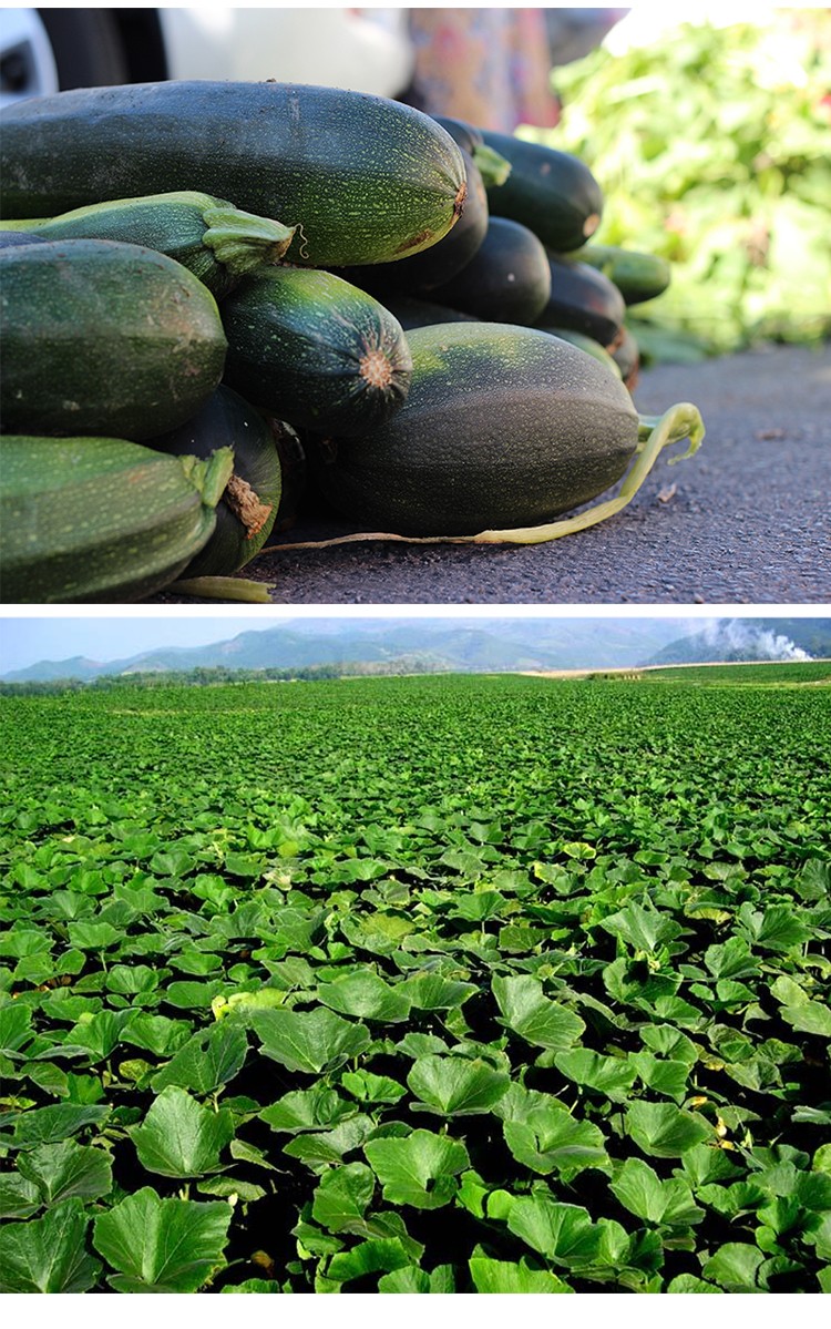 新鲜嫩南瓜嫩倭瓜小窝瓜北方现摘青绿皮长南瓜农家包饺子蔬菜 3斤