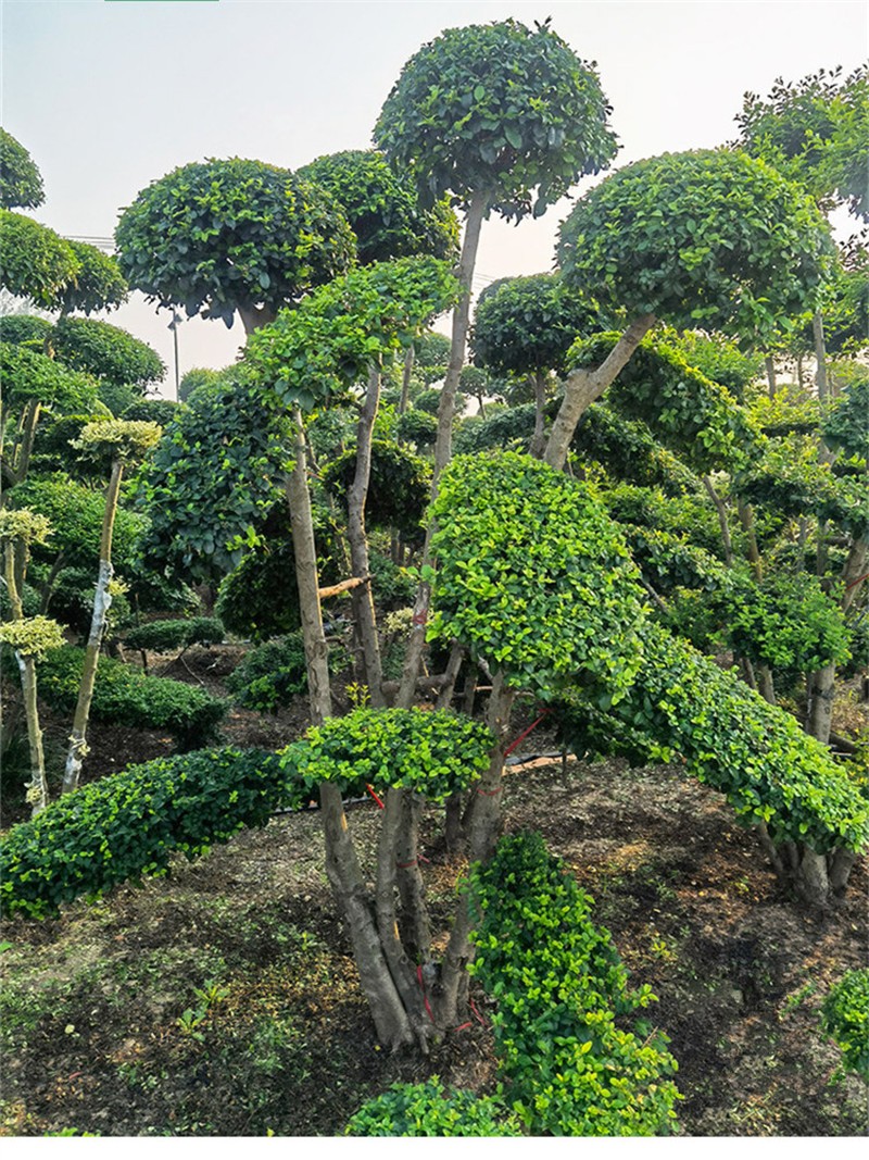 小叶女贞造型树庭院别墅绿化篱笆围墙植物观叶四季常青苗木球形苗圃