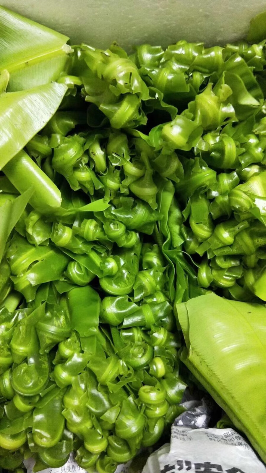 顺丰现货速发新鲜台湾山苏台湾山苏叶酒店特色菜山苏菜鸟巢蕨炒食做汤