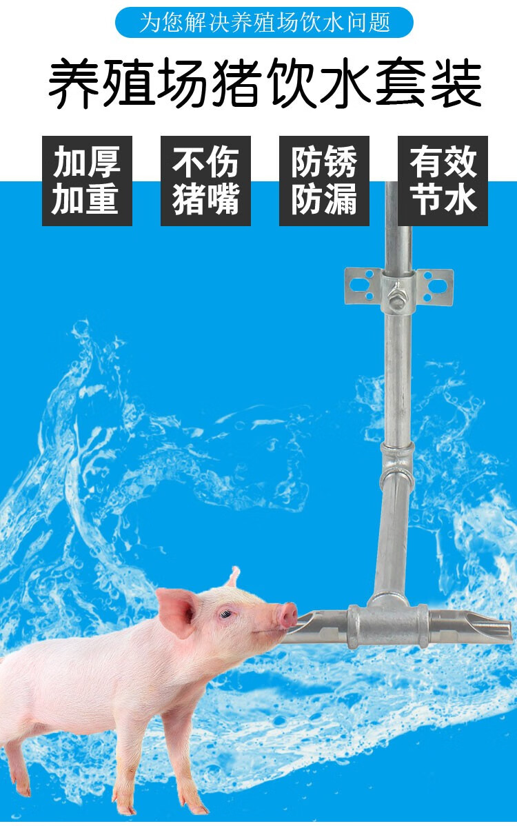 母猪定位栏饮水器安装图片