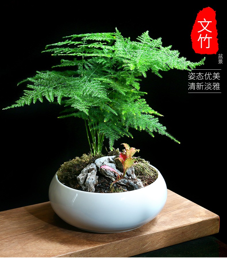 文竹盆栽植物室内花卉办公室桌面绿植好养四季常青景观竹子小盆景静字