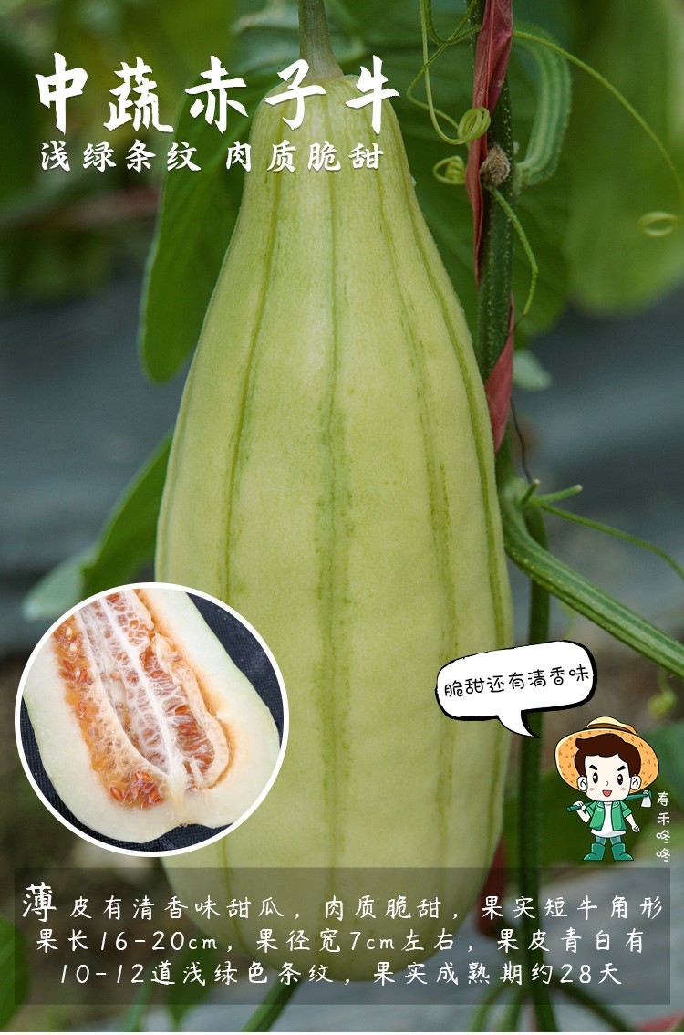 寿禾羊角蜜甜瓜种子羊角蜜香瓜瓜脆甜新羊角蜜羊角酥甜瓜苗酥脆汁多超