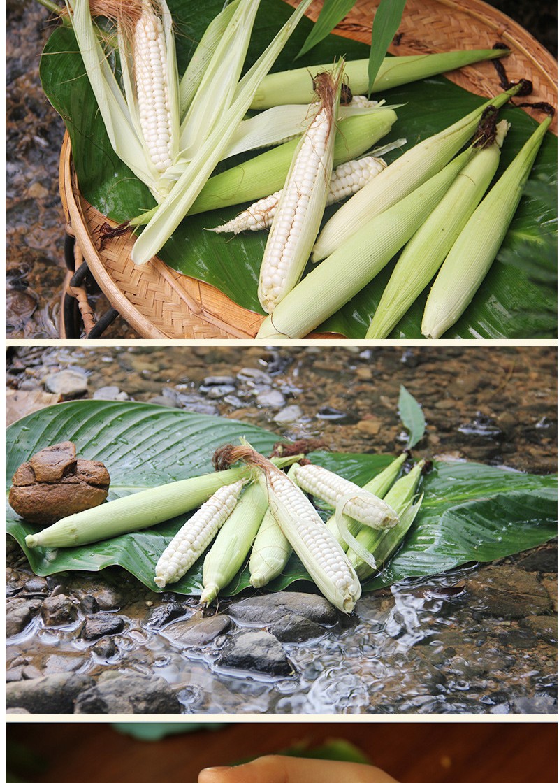 拇指玉米云南西双版纳白糯拇指小玉米新鲜现摘早餐即食玉米棒粘玉米