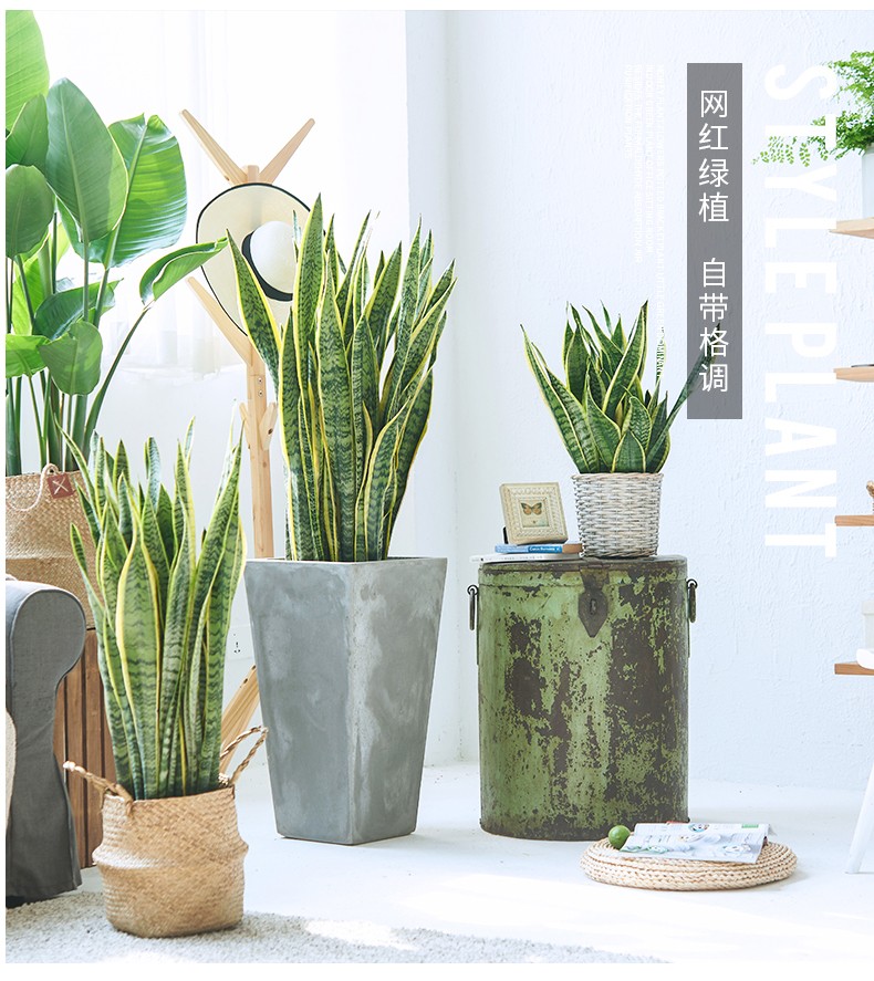 【送货上门】虎皮兰植物室内盆栽花盆客厅吸甲醛净化空气北欧虎尾兰