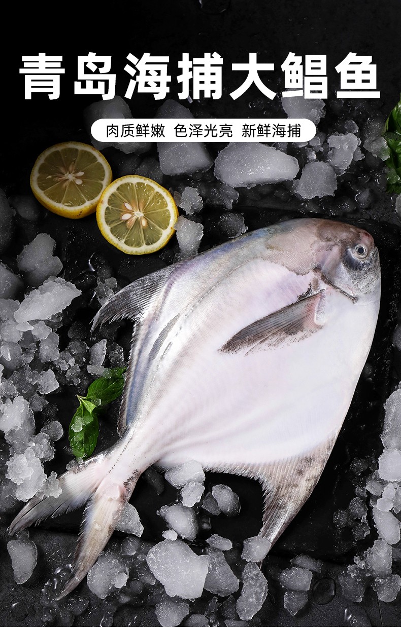 青岛深海捕捞整条发货海宏盈青岛海捕鲳鱼银鲳鱼大白鲳平鱼海鱼海鲜