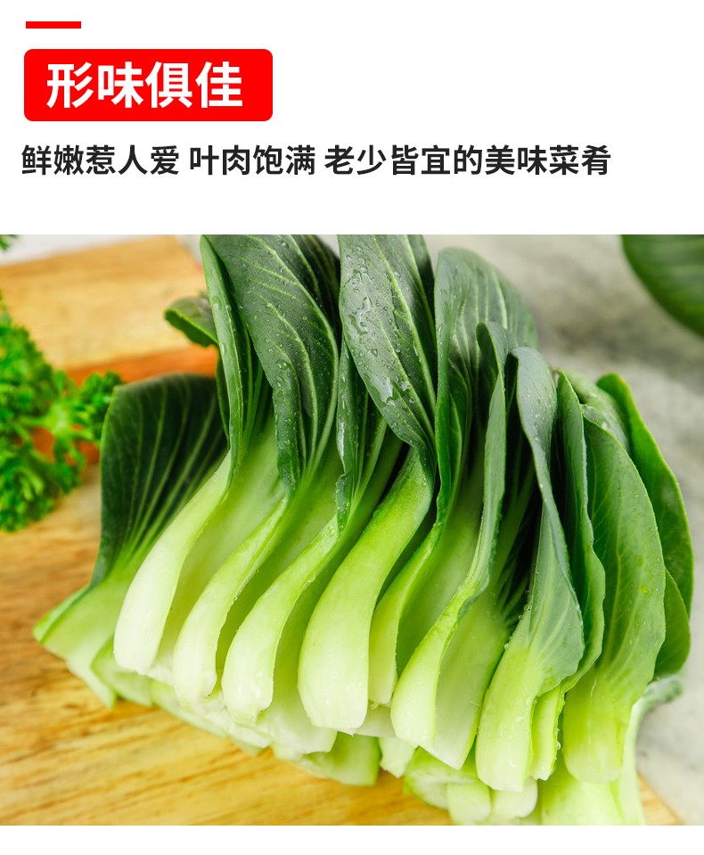 上海青小青菜 小油菜农家自种蔬菜小青菜绿叶菜 9斤家庭尊享装【图片