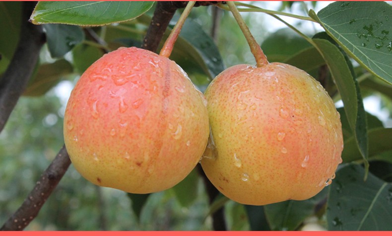 云南红梨火把梨高原小红梨酸甜新鲜梨子小酥梨水果香梨大果1500g