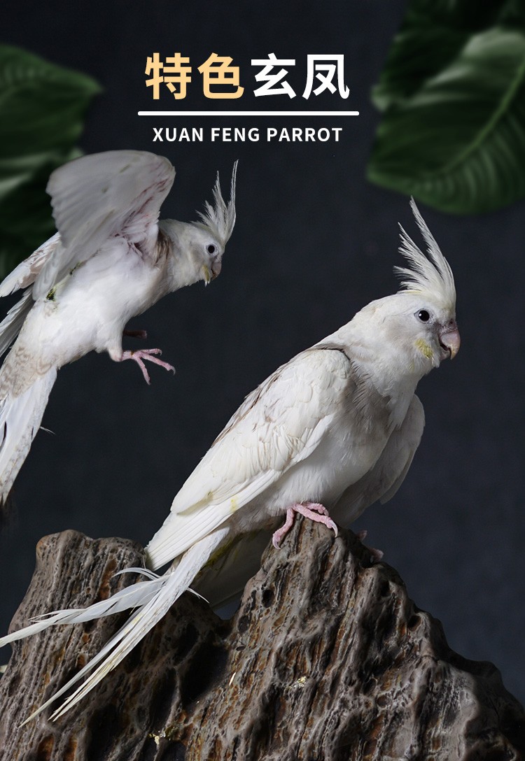 闽笼特色玄凤鹦鹉高端活鸟活物鸟粮鸟笼手养幼鸟活体亲人观赏宠物白子