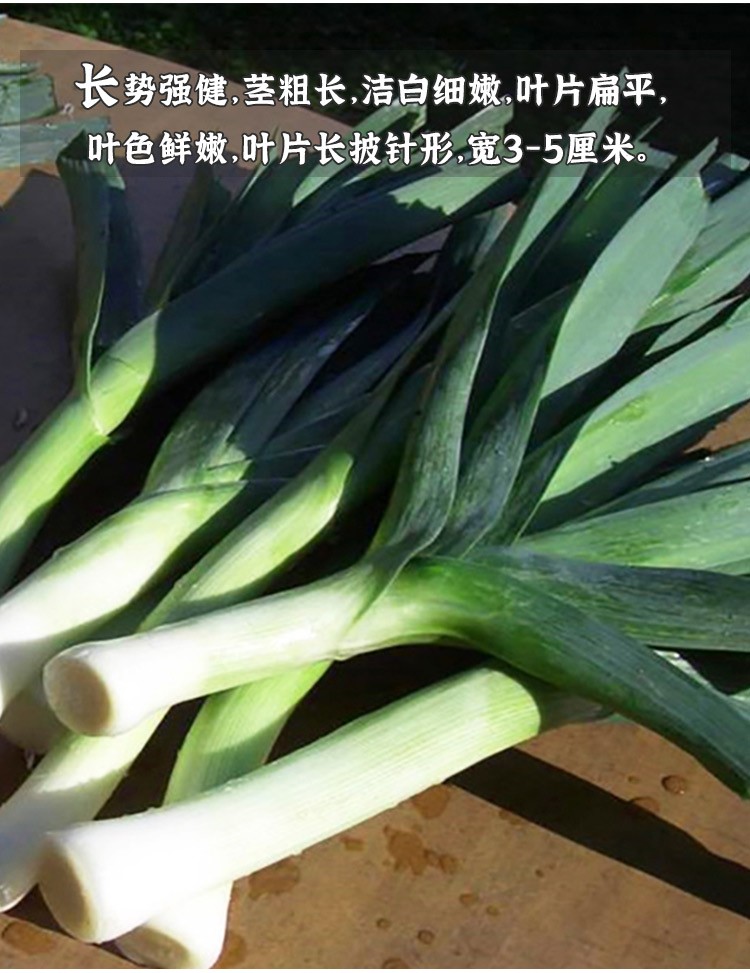 种菜记 蒜苗韭葱种子种籽孑青蒜洋蒜苗洋大蒜 四季籽种高产菜籽蔬菜菜