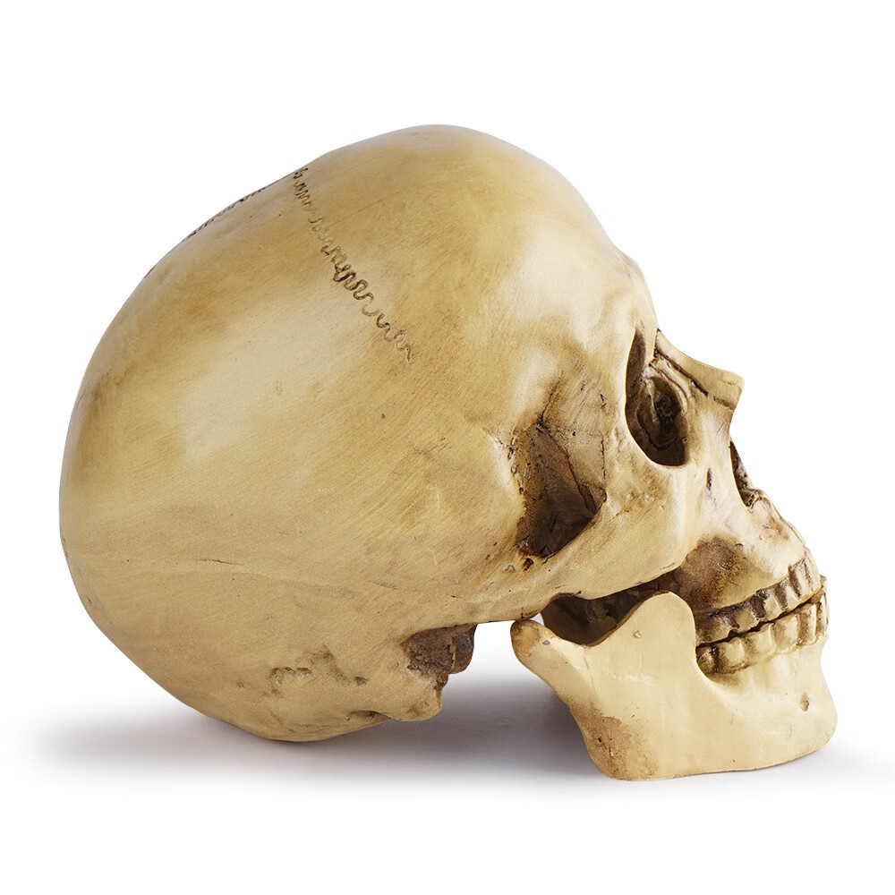 仿真11教学教具人类头骨标本医学人体解剖树脂工艺骷髅头白骨观下巴的