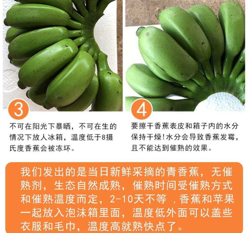 广西小米蕉新鲜苹果蕉皇帝蕉当季水果酸甜软糯小香蕉新鲜水果9斤