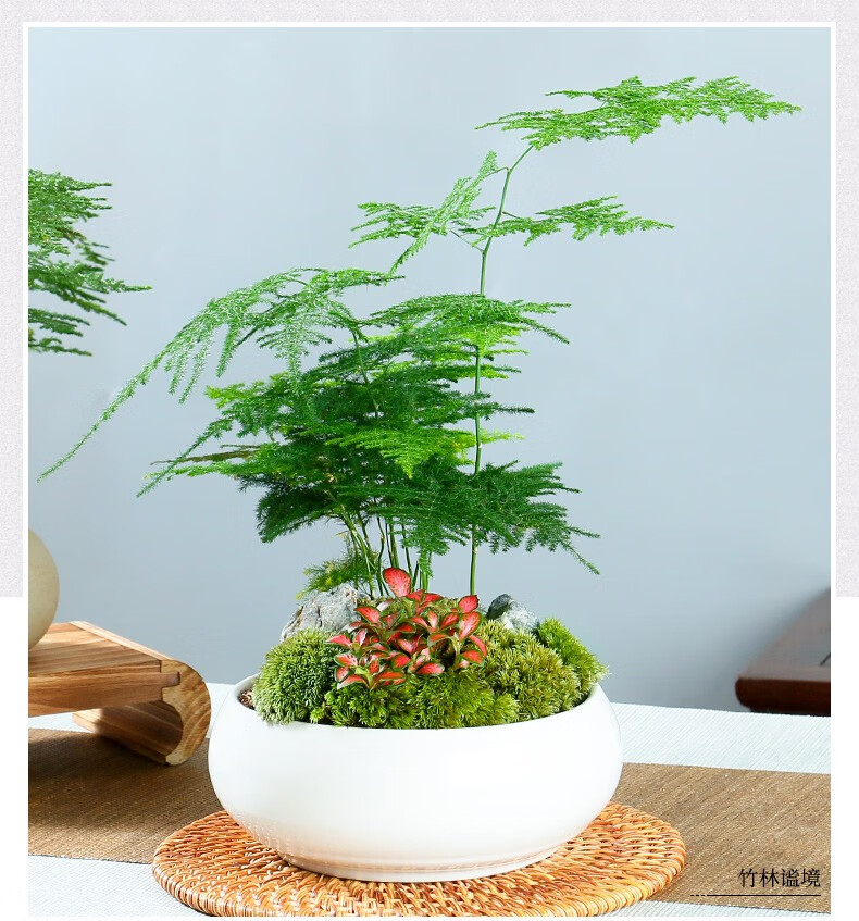 文竹盆栽植物室内花卉办公室桌面绿植好养四季常青景观竹子小盆景静字