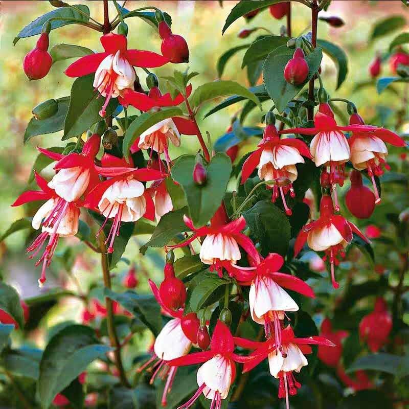 倒挂金钟花苗重瓣灯笼花吊钟海棠花苞大庭院阳台花卉盆栽j8布什06单瓣