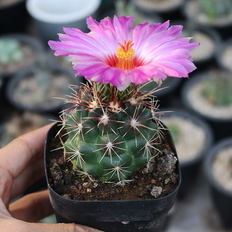 大统领实生仙人球强刺开花瘤玉属仙人掌多肉植物办公室小盆栽t8 大