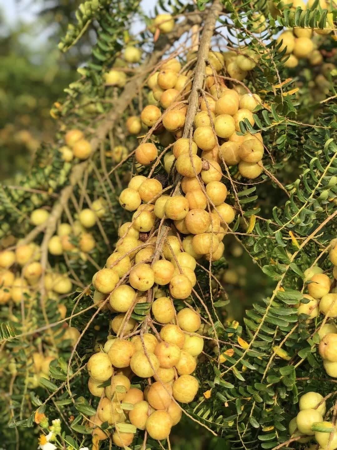 潮汕金灶特产崩坎甜油甘果5斤新鲜采摘余甘子榨汁孕妇水果柿饼油甘