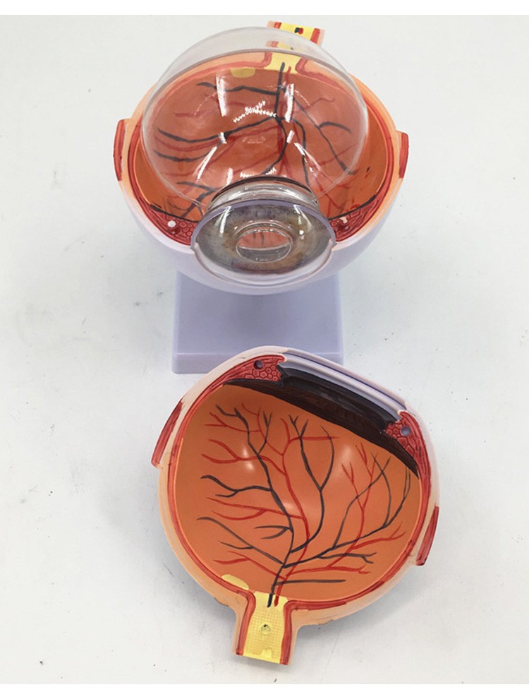 人体眼球模型6倍放大眼睛五官科结构造解剖教学仪器眼珠玩具医学 六倍