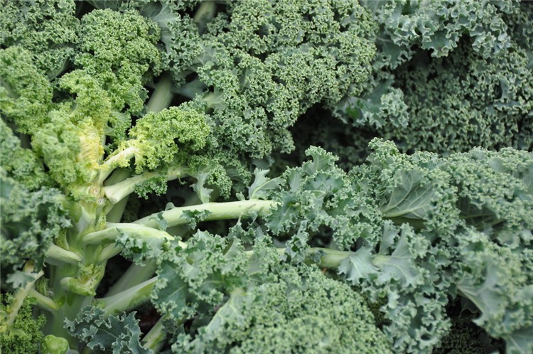 晨臻羽衣甘蓝健身绿色甘蓝食用绿叶沙拉蔬菜健康轻食精选500g