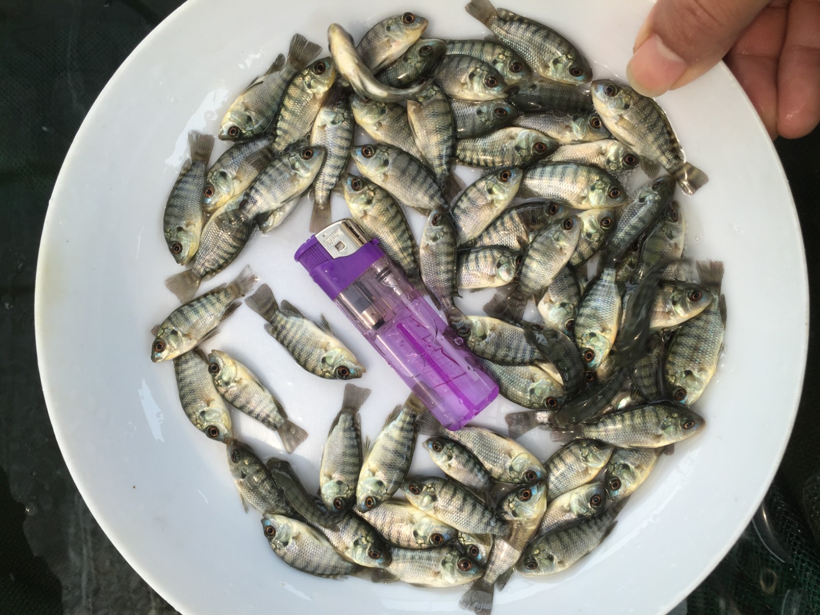 优质新吉富罗非鱼苗非洲鲫福寿鱼大鳞五号脆肉罗非鱼 【顺丰快递】4-5