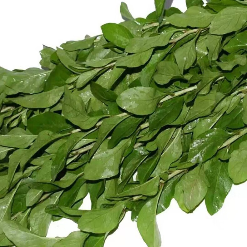 媚调 枸杞叶 新鲜枸杞菜嫩叶子 四季食用当天采摘 500g【图片 价格