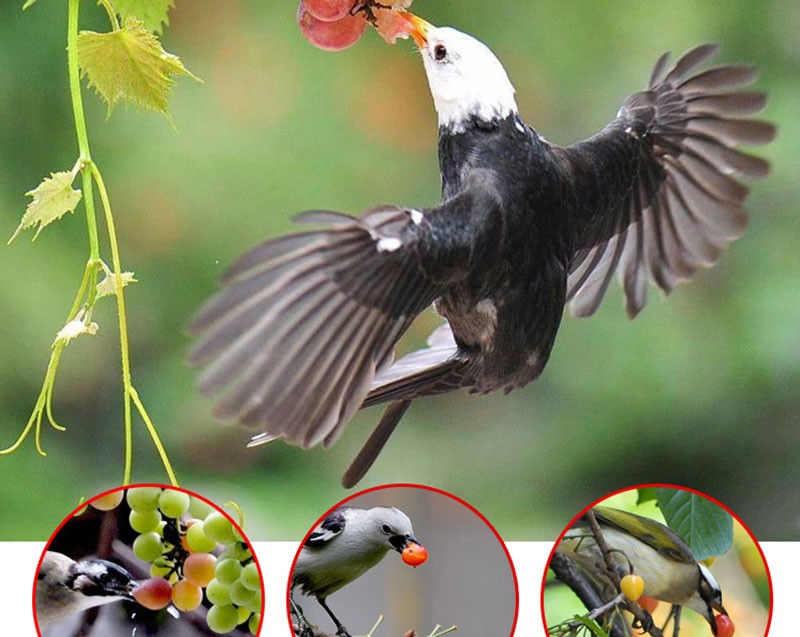 防鸟网果树樱桃葡萄防鸟用网鱼塘养殖天网户外抗老化谷子地尼龙网 20