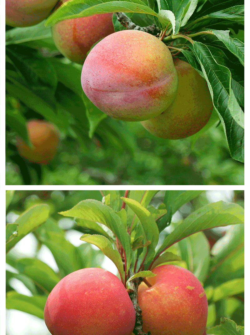 【顺丰】东北李子 盖县李子盖大鸡心李子酸甜脆李子新鲜水果 3斤装