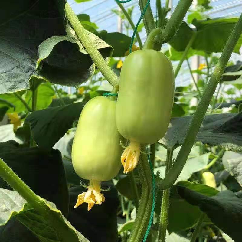 山东拇指小黄瓜新鲜金童玉女黄瓜旱白玉青瓜果腹轻食1斤