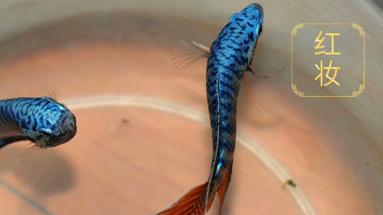 斗鱼活体活鱼红装澳洲红火焰改良斗鱼中国斗鱼易养耐活淡水宠物鱼客厅