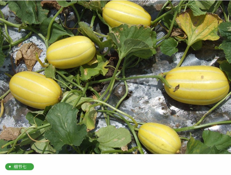 国产原产地:山东包装形式:简装类别:香瓜/甜瓜品种:黄金蜜瓜商品毛重